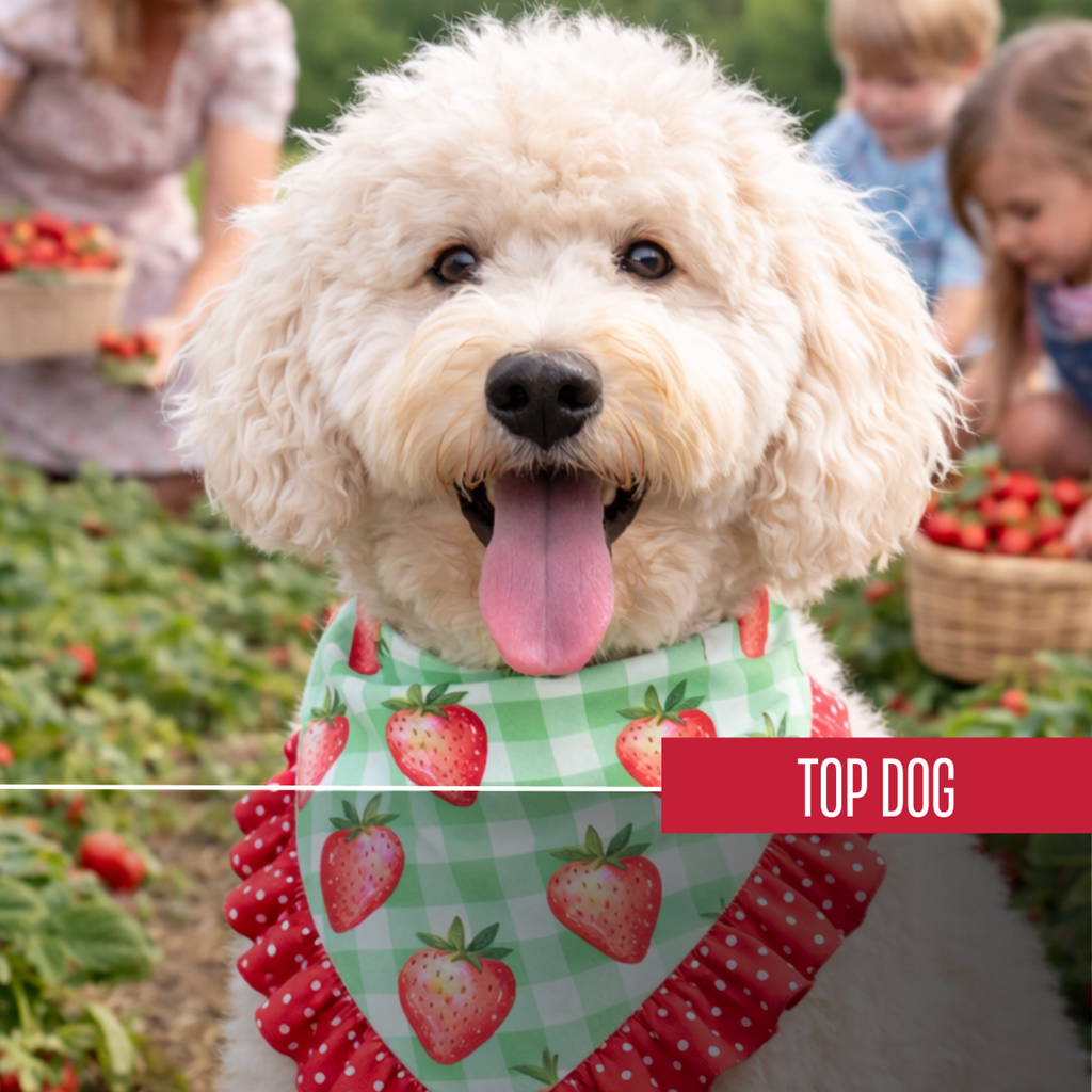 New Retailer Bundle: Top Dog